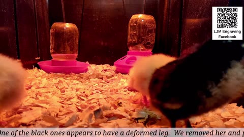 Chick Hatching Live!