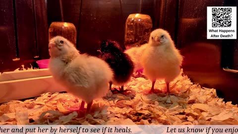 Chick Hatching Live!