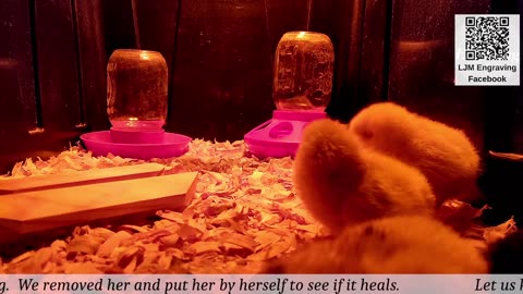 Chick Hatching Live!