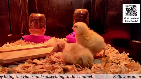 Chick Hatching Live!