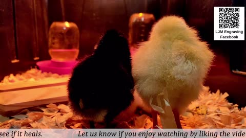 Chick Hatching Live!