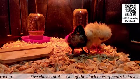 Chick Hatching Live!