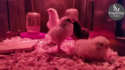 Chick Hatching Live!