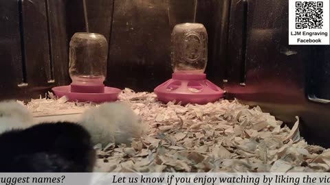 Chick Hatching Live!