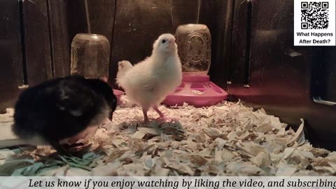 Chick Hatching Live!
