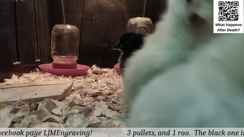 Chick Hatching Live!