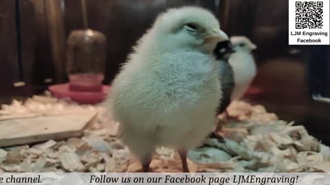 Chick Hatching Live!