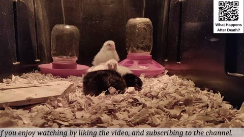 Chick Hatching Live!