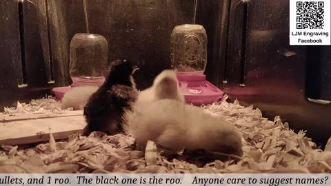 Chick Hatching Live!