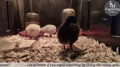 Chick Hatching Live!