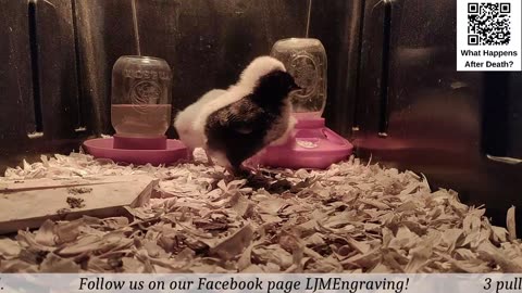Chick Hatching Live!