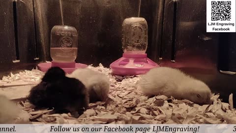 Chick Hatching Live!