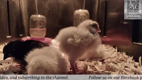 Chick Hatching Live!