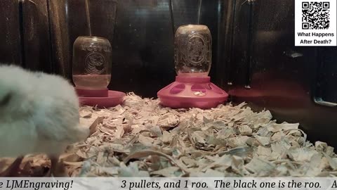 Chick Hatching Live!