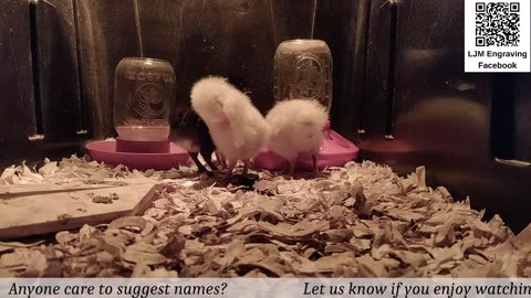 Chick Hatching Live!