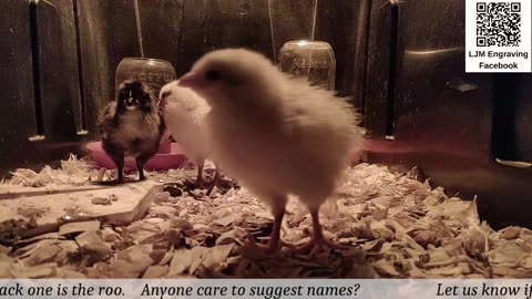 Chick Hatching Live!