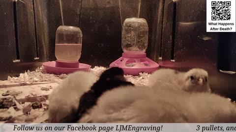 Chick Hatching Live!