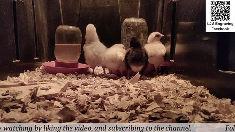 Chick Hatching Live!