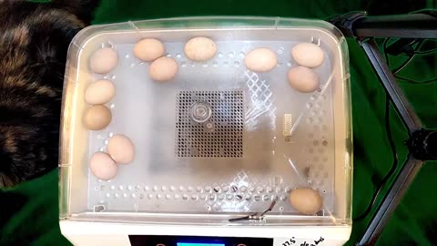 Chick Hatching Live!