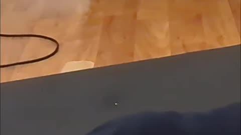 Legal Advice From Lily The Super-Dog