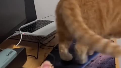 Funny Animals