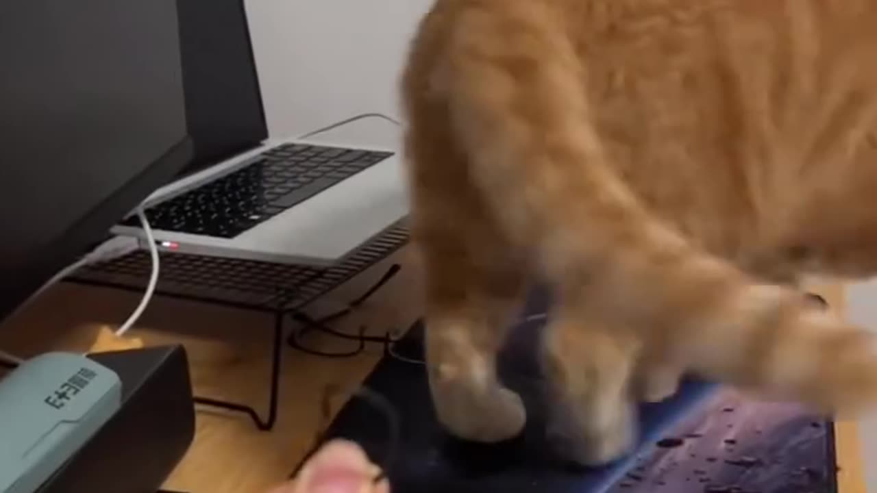 Funny Animals