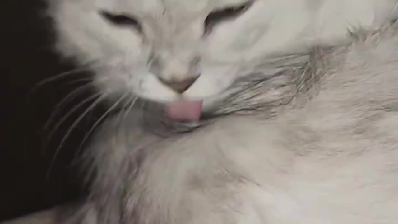 The cat is lying down, but licking himself like a professional.