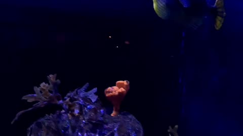 Ornate boxfish and Potbelly seahorse at The Birch Aquarium in San Diego