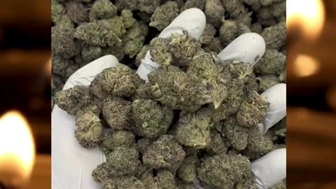 Black Magic THCa Flower | Indica | Berry-Chemical Funk | Deep Relaxation & Sleep | Bulk #thca