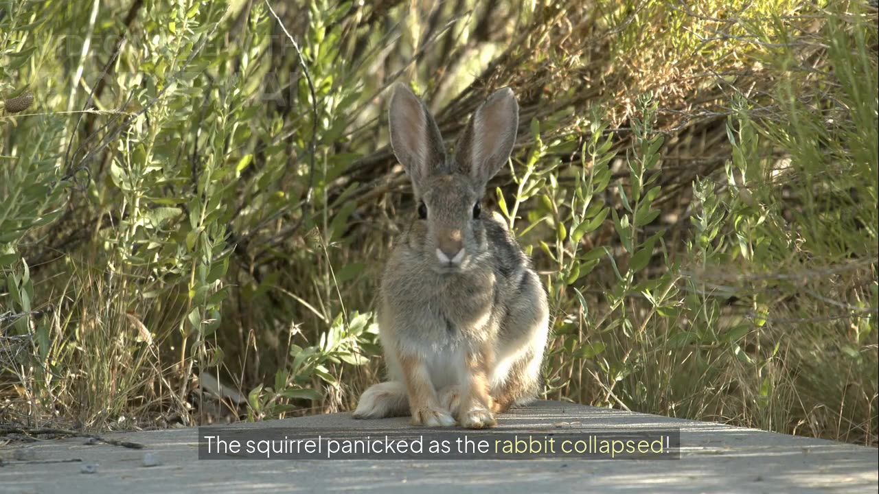 The Rabbit and the Squirrel