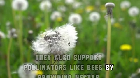Dandelion: A Versatile and Resilient Flower