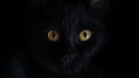 Black Cat by Tetyana Kovyrina | 4K Screensaver for TV Frame