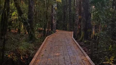 Relaxing nature video