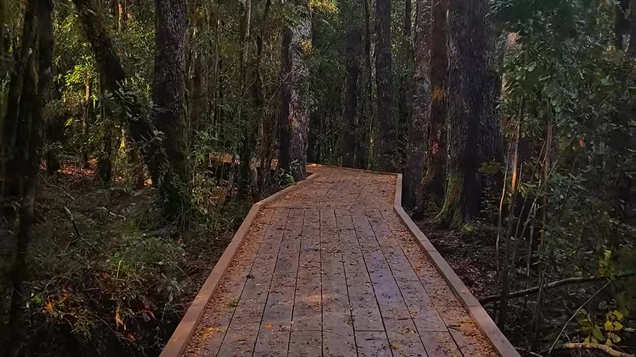 Relaxing nature video