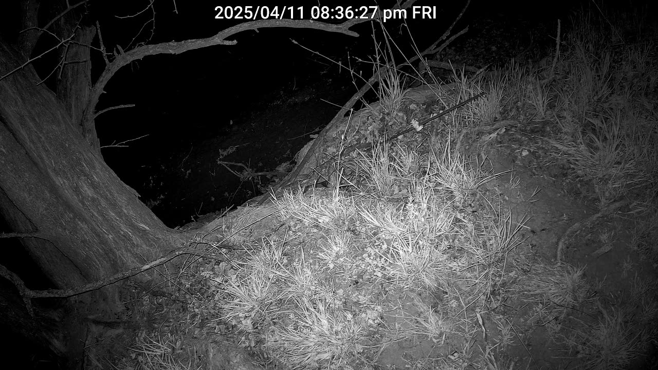 bobcat passing through