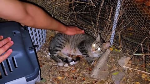 Rescue of Kittens Tangled in Umbilical Cords — We Saved Them All! 🐱❤️