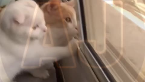 Funny video