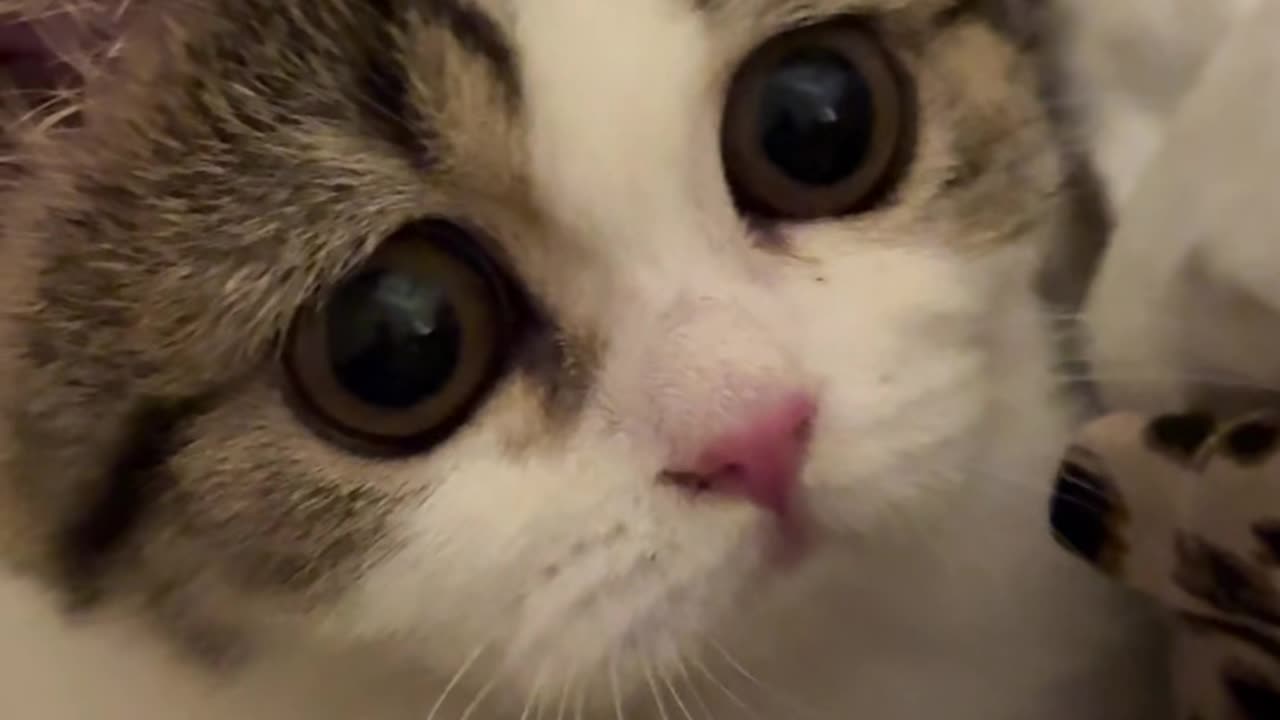 Sneaky Kitty Approaches the Bed… Too Cute! 🐱💛