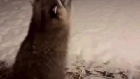look at him trying to catch snowflakes
