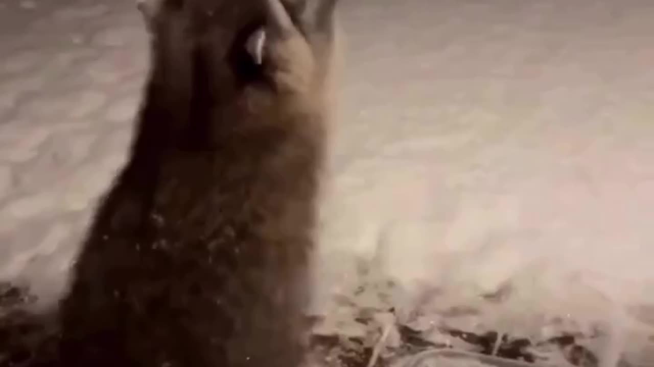 look at him trying to catch snowflakes