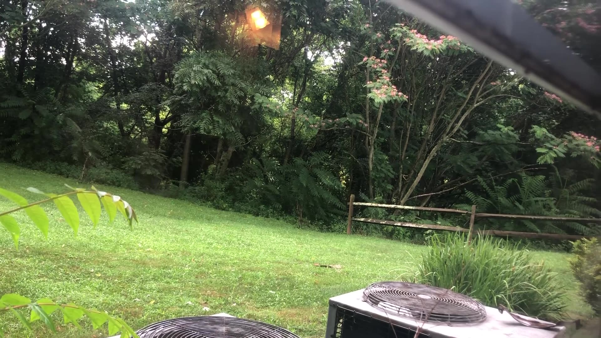 Grizzly Bear Man Chases Black Bear Off Property