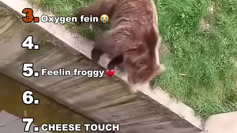 FUNNY VID ANIMAL