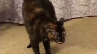 🤯🐒 When You Find Yourself Surrounded By These Two 'Friends' | Funny Animals | FunFM
