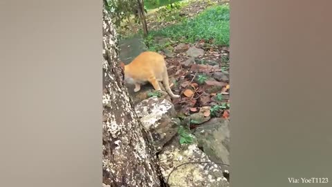 funniest animals part2