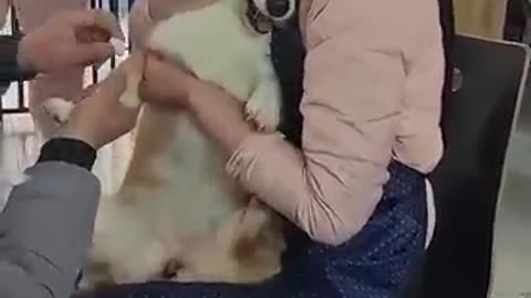 Dogs are really, really scared of vets! #funny #funnydog #prank #surgeon #dog