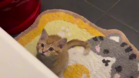 Orange kitten play pikaboo