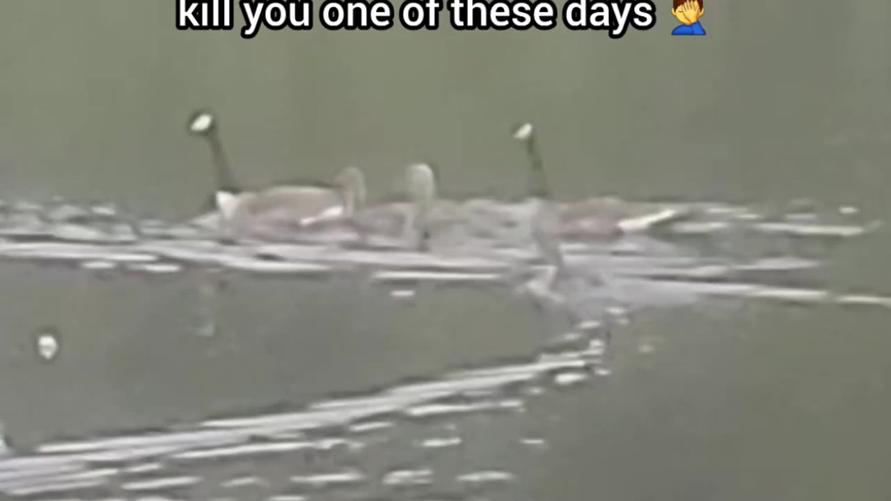 the "Heard Mentality" is crazy af