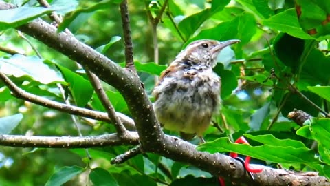 Wren