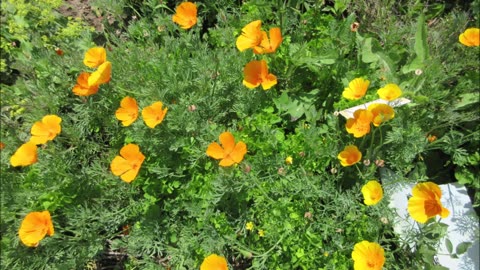 A Mirroring Sunset California Poppy June 2025