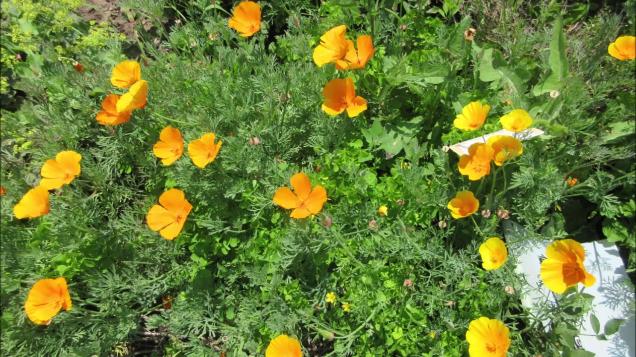 A Mirroring Sunset California Poppy June 2025